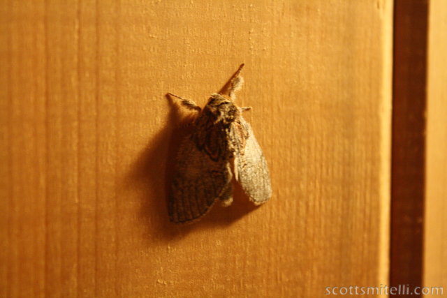 Moth!