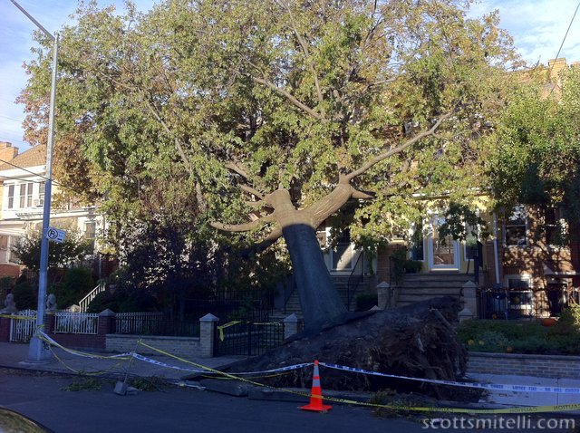 Uprooted Tree in Astoria
