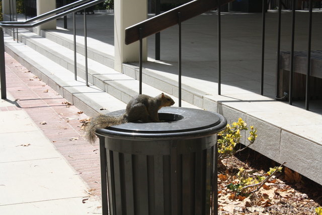 Trash Squirrel