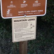 Mountain lions, all up in this place