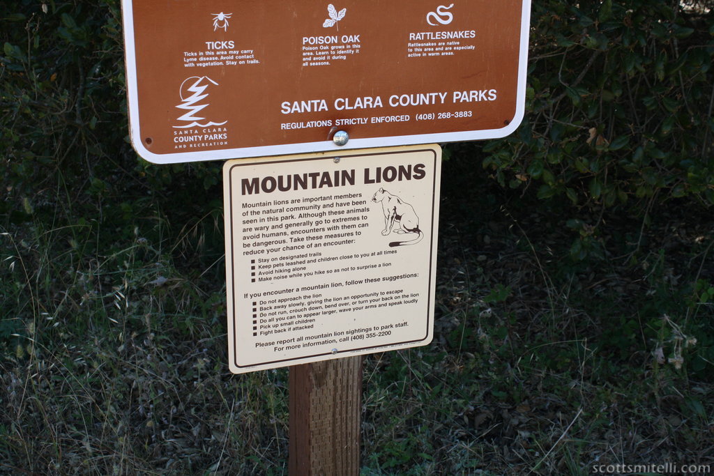 Mountain lions, all up in this place