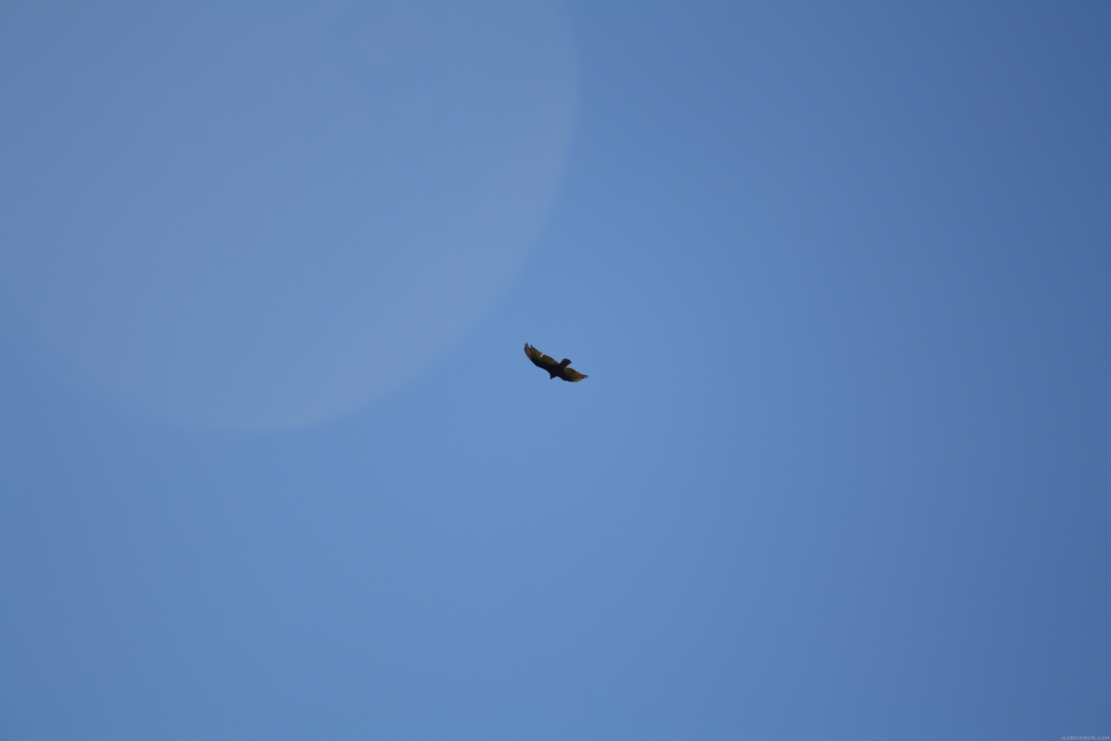 A hawk, or something.