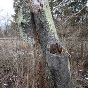 Tree Chunk