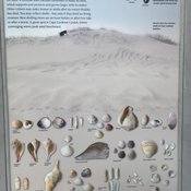 Shells of Sea and Sound