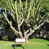Some kinda cactus tree