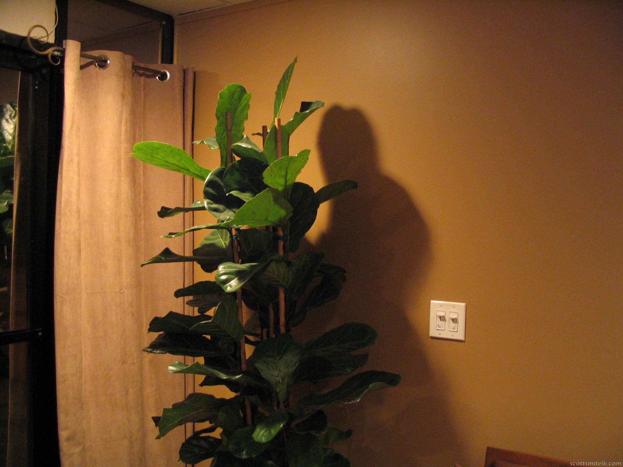 Plant with the shadow of a man