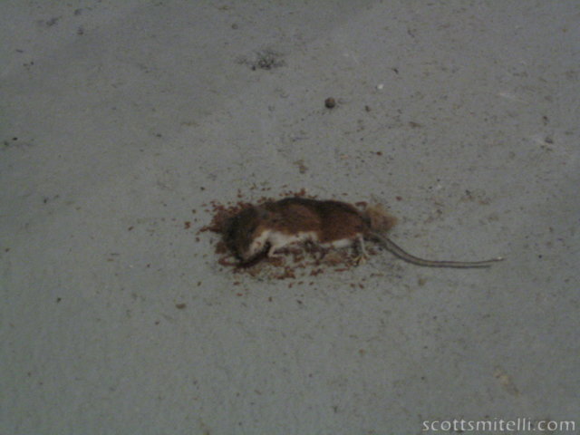 A dead mouse in Angelo's basement