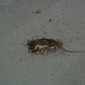 A dead mouse in Angelo's basement