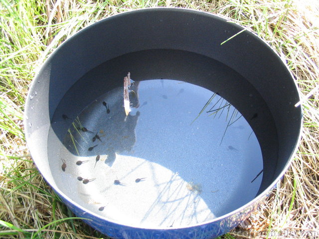...Bonus points if your pot has tadpoles in it. Run away fast...