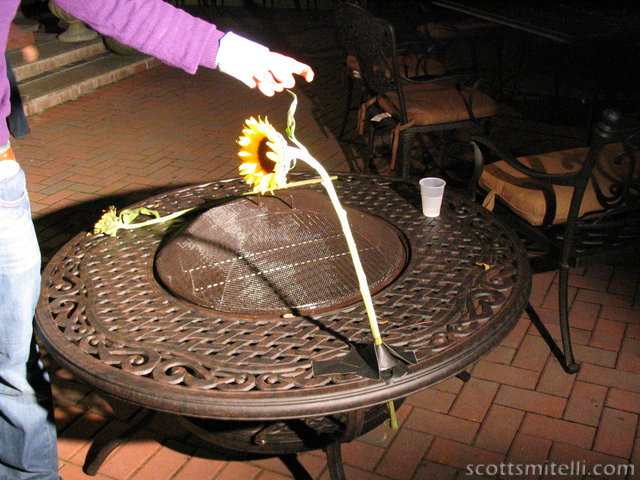 The sunflower equivalent of the electric chair